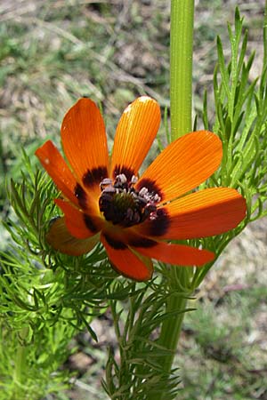 Adonis aestivalis \ Sommer-Adonisrschen / Summer Pheasant's Eye, F Queyras, Vieille Ville 22.6.2008