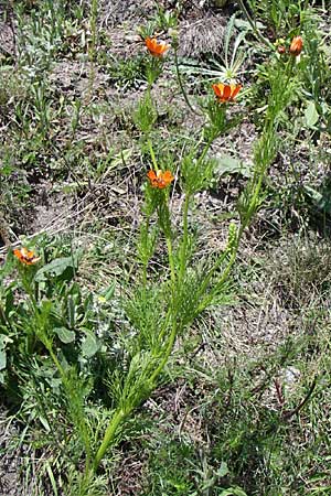 Adonis aestivalis \ Sommer-Adonisrschen / Summer Pheasant's Eye, F Queyras, Vieille Ville 22.6.2008