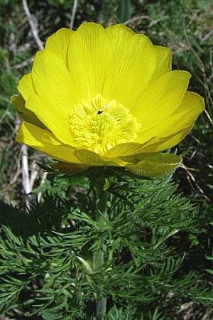 Adonis pyrenaica \ Pyrenen-Adonisrschen, F Pyrenäen, Eyne 25.6.2008