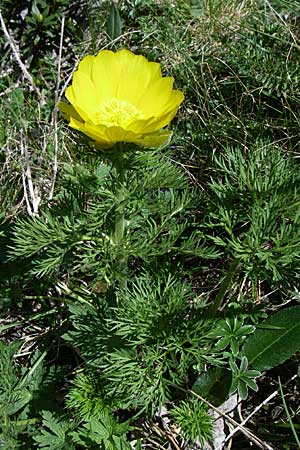 Adonis pyrenaica \ Pyrenen-Adonisrschen, F Pyrenäen, Eyne 25.6.2008