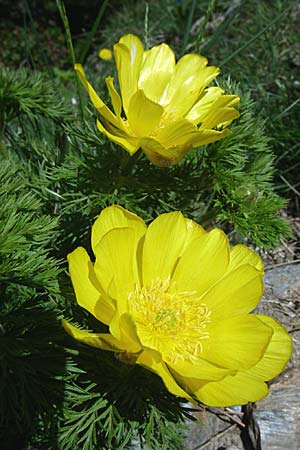 Adonis pyrenaica \ Pyrenen-Adonisrschen, F Pyrenäen, Eyne 25.6.2008