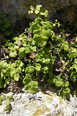 Adiantum capillus-veneris \ Venushaar, Echter Frauenhaar-Farn / Maidenhair Fern, F Le Rozier (Tarn) 28.5.2009