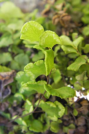 Adiantum capillus-veneris / Maidenhair Fern, F Le Rozier (Tarn) 28.5.2009