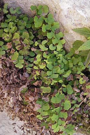 Adiantum capillus-veneris \ Venushaar, Echter Frauenhaar-Farn / Maidenhair Fern, F Le Rozier (Tarn) 28.5.2009