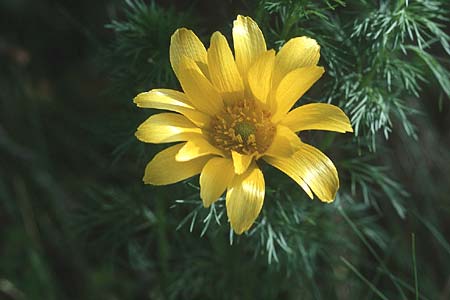 Adonis vernalis \ Frhlings-Adonisrschen / Spring Pheasant's Eye, F Causse Noir 25.5.2002