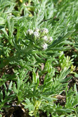 Achillea erba-rotta \ Westalpen-Schafgarbe, Echte Iva-Pflanze, F Col de Lautaret Botan. Gar. 28.6.2008