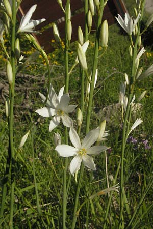 Anthericum liliago \ Astlose Graslilie / St. Bernard's Lily, F Serres 10.6.2006