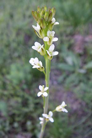 Arabis glabra \ Kahles Turmkraut, F Pyrenäen, Err 26.6.2008