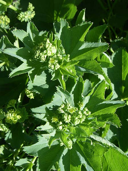 Alchemilla glomerulans ? \ Knuel-Frauenmantel / Clustered Lady's Mantle, F Col de Lautaret Botan. Gar. 28.6.2008