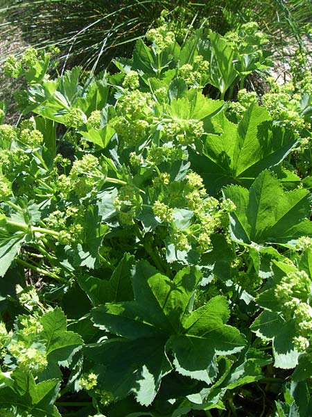 Alchemilla glomerulans ? \ Knuel-Frauenmantel / Clustered Lady's Mantle, F Col de Lautaret Botan. Gar. 28.6.2008