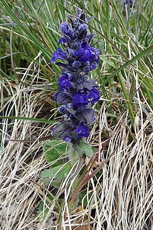 Ajuga genevensis \ Genfer Gnsel, Heide-Gnsel / Blue Bugle, F Orcieres 29.4.2023