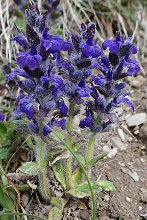 Ajuga genevensis \ Genfer Gnsel, Heide-Gnsel / Blue Bugle, F Orcieres 29.4.2023