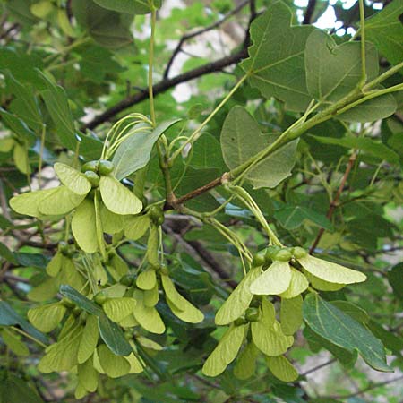 Acer monspessulanum \ Felsen-Ahorn, Franzsischer Maholder / Montpellier Maple, F Clue de Chabrieres 12.5.2007