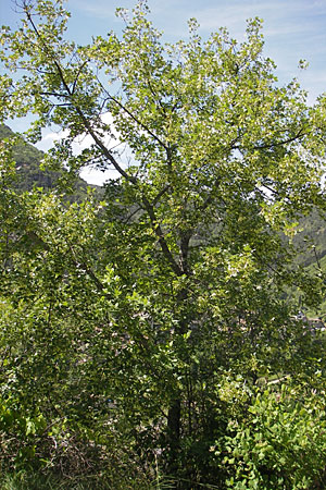 Acer monspessulanum \ Felsen-Ahorn, Franzsischer Maholder, F Tarn - Schlucht 28.5.2009