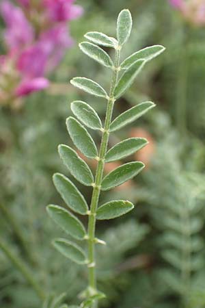 Astragalus hypoglottis \ Purpur-Tragant / Purple Milk-Vetch, F Barcelonnette 8.7.2016