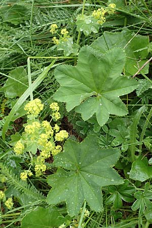 Alchemilla xanthochlora \ Gelbgrner Frauenmantel, F Col de la Bonette 8.7.2016