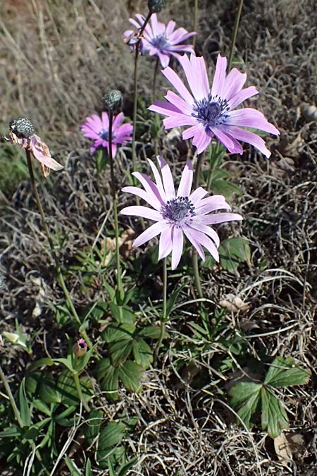 Anemone hortensis \ Stern-Anemone, F Le Luc 15.3.2024