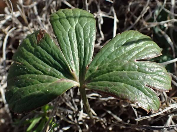 Anemone hortensis \ Stern-Anemone, F Le Luc 15.3.2024