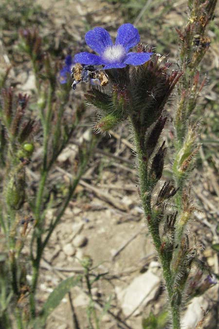 Anchusa azurea \ Italienische Ochsenzunge, F Roque d'Antheron 9.6.2006