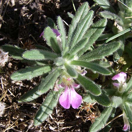 Ajuga iva / Musky Bugle, F Frontignan 28.6.2008