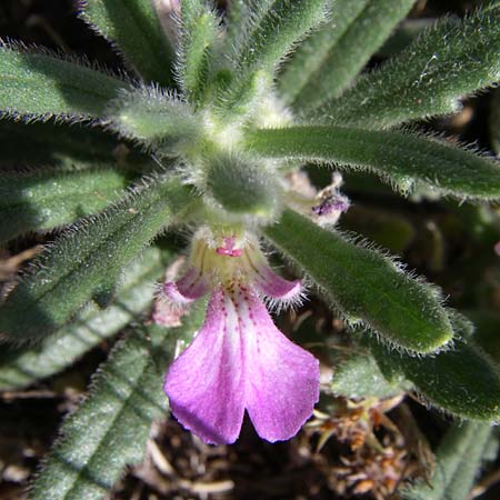 Ajuga iva \ Mittelmeer-Gnsel, Moschus-Gnsel / Musky Bugle, F Frontignan 28.6.2008