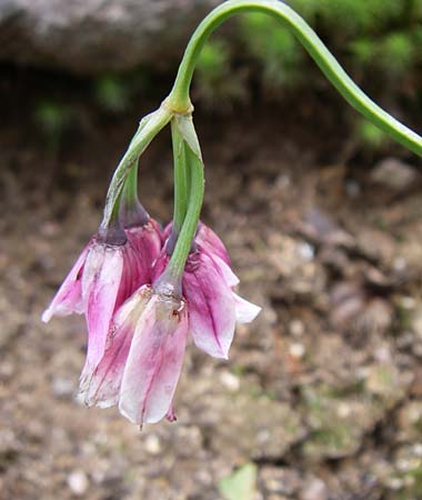 Allium insubricum \ Sdalpen-Lauch, F Vogesen, Botan. Gar.  Haut Chitelet 5.8.2008