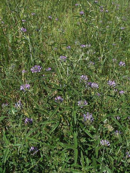 Bituminaria bituminosa / Pitch Trefoil, F Les Baux 10.6.2006