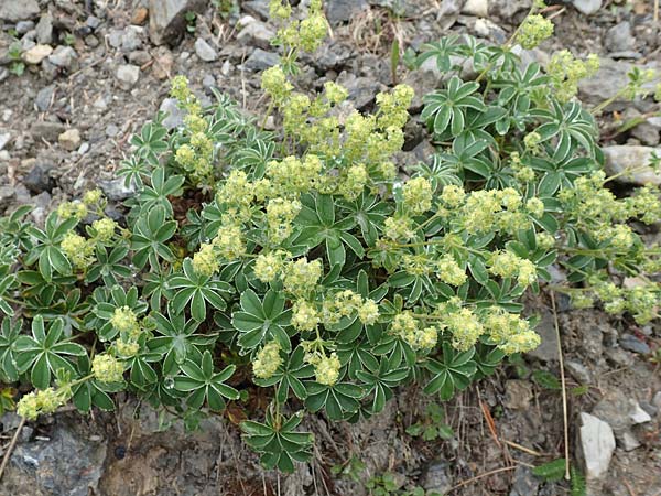 Alchemilla nitida \ Glanz-Frauenmantel, F Col de la Bonette 8.7.2016