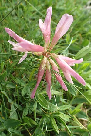 Trifolium alpinum \ Alpen-Klee / Alpine Clover, F Pyrenäen/Pyrenees, Col de Mantet 28.7.2018