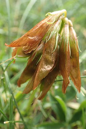 Trifolium alpinum \ Alpen-Klee / Alpine Clover, F Pyrenäen/Pyrenees, Col de Mantet 28.7.2018