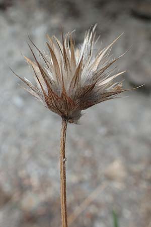 Bituminaria bituminosa / Pitch Trefoil, F Pyrenees, Olette 8.8.2018