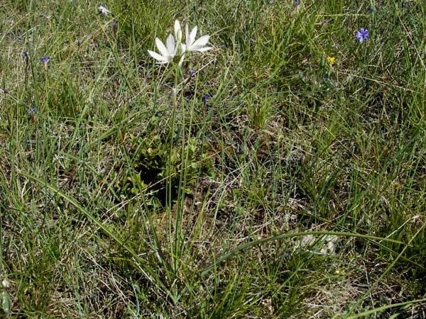 Anthericum liliago \ Astlose Graslilie / St. Bernard's Lily, F Causse du Larzac 7.6.2006