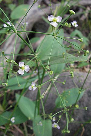 Alisma plantago-aquatica \ Gewhnlicher Froschlffel / Water-Plantain, F Pyrenäen/Pyrenees, Eus 14.8.2006