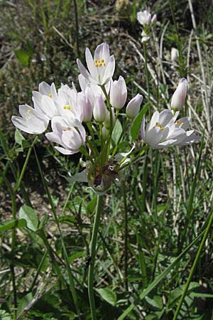 Allium roseum / Rosy Garlic, F Le Muy 12.5.2007