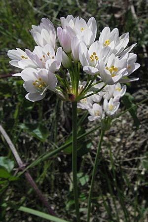 Allium roseum \ Rosen-Lauch / Rosy Garlic, F Le Muy 12.5.2007