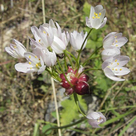 Allium roseum \ Rosen-Lauch, F Le Muy 12.5.2007