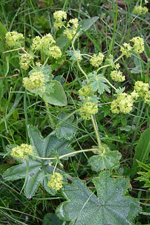 Alchemilla monticola \ Bergwiesen-Frauenmantel / Mountain Lady's Mantle, F Vogesen/Vosges, Grand Ballon 21.6.2008