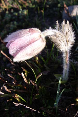 Pulsatilla vernalis \ Frhlings-Kuhschelle, Pelz-Anemone / Spring Pasque-Flower, F Col de Granon 22.6.2008