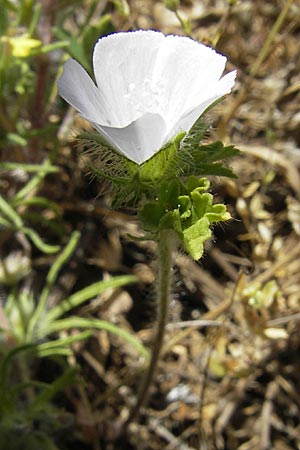 Althaea hirsuta \ Borsten-Eibisch, F Lac de Salagou 4.6.2009