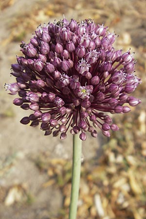 Allium ampeloprasum \ Sommer-Lauch, F Sète 4.6.2009