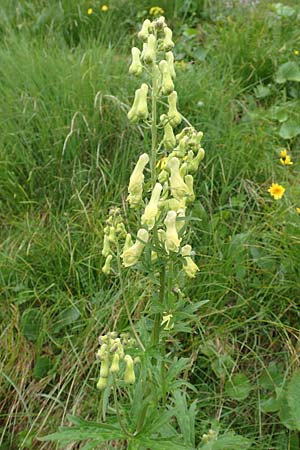 Aconitum lycoctonum subsp. neapolitanum \ Hahnenfublttriger Eisenhut / Lamarck's Wolfsbane, F Col de la Bonette 8.7.2016