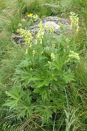 Aconitum lycoctonum subsp. neapolitanum \ Hahnenfublttriger Eisenhut / Lamarck's Wolfsbane, F Col de la Bonette 8.7.2016