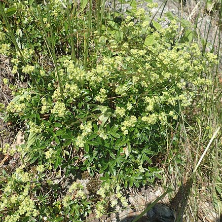 Alchemilla nitida \ Glanz-Frauenmantel, F Collet de Allevard 9.7.2016