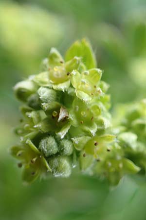 Alchemilla alpina \ Alpen-Frauenmantel, F Pyrenäen, Puigmal 1.8.2018