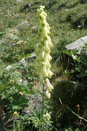 Aconitum lycoctonum subsp. neapolitanum \ Hahnenfublttriger Eisenhut / Lamarck's Wolfsbane, F Pyrenäen/Pyrenees, Eyne 4.8.2018