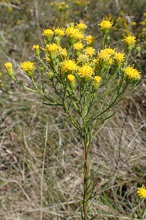 Galatella linosyris \ Gold-Aster, F Elsass, Westhalten 24.9.2021