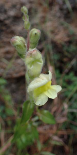 Antirrhinum latifolium \ Breitblttriges Lwenmaul, F S. Sauveur-sur-Tinée 30.4.2023