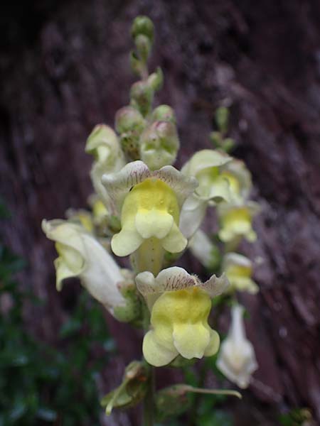 Antirrhinum latifolium \ Breitblttriges Lwenmaul, F S. Sauveur-sur-Tinée 30.4.2023