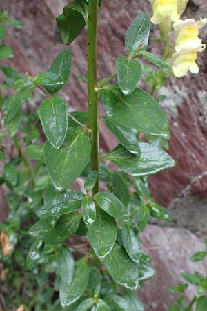 Antirrhinum latifolium \ Breitblttriges Lwenmaul / Yellow Snapdragon, F S. Sauveur-sur-Tinée 30.4.2023