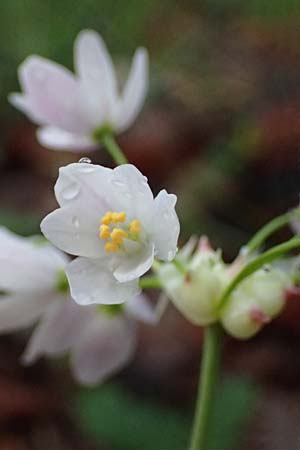 Allium roseum \ Rosen-Lauch, F Grasse 1.5.2023